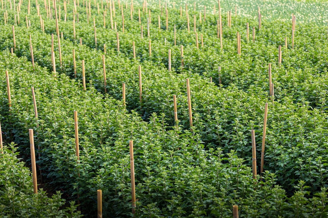 Rows of flourishing chrysanthemum plants with support stakes in Hanoi, Vietnam's lush summer landscape.