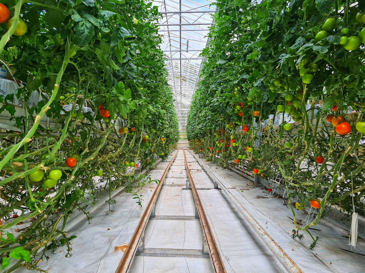 Green and red tomatoes growing on high bushes in contemporary greenhouse with automatic watering system
