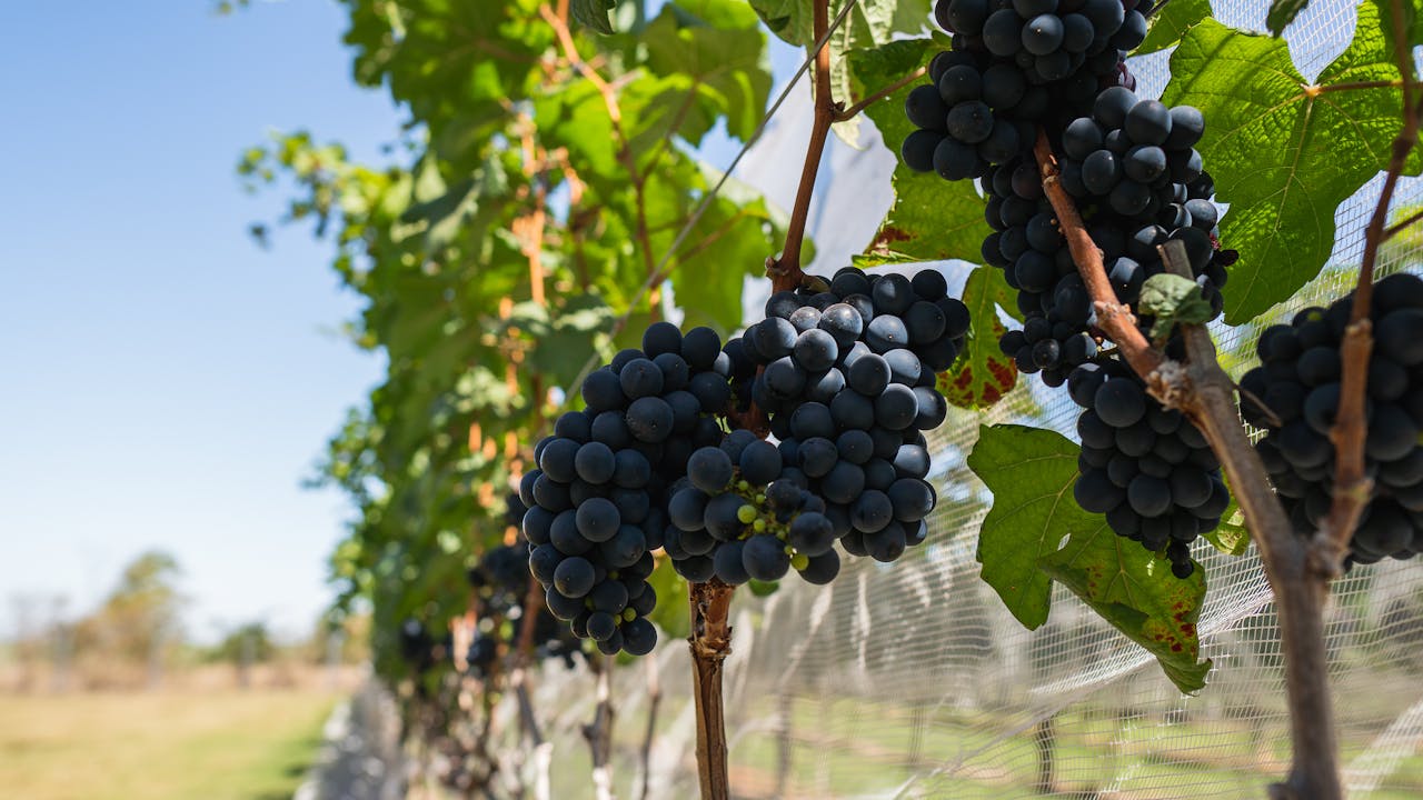 Close-up of ripe black grapes hanging on the vine in a sunlit vineyard.